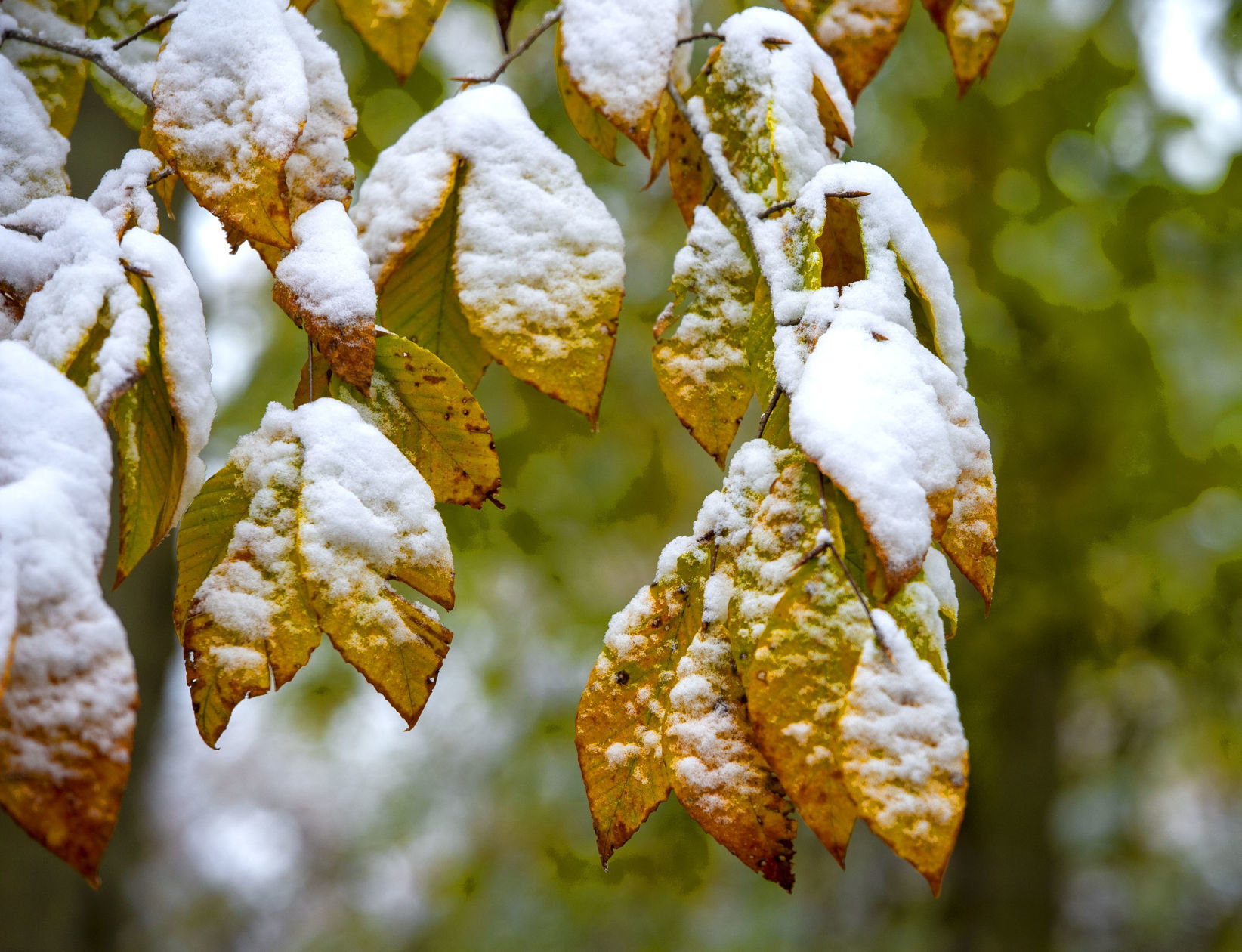 Tuesday Snow 08